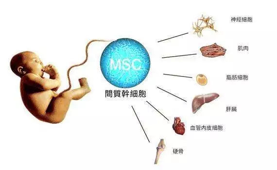 脐带血的采集流程.jpg